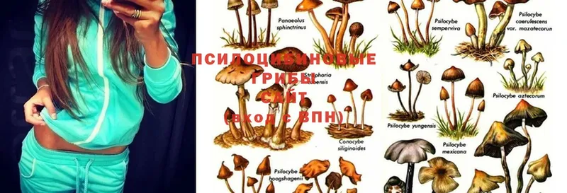 blacksprut зеркало  Электроугли  Псилоцибиновые грибы Psilocybine cubensis 